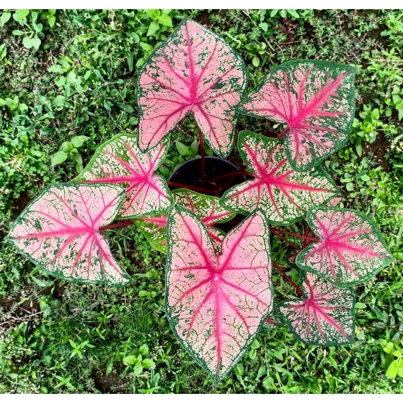 Caladium Red Bone / Keladi redbone
