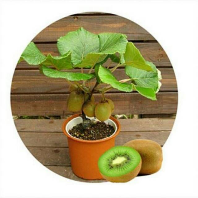 15 biji benih kiwi bonsai import