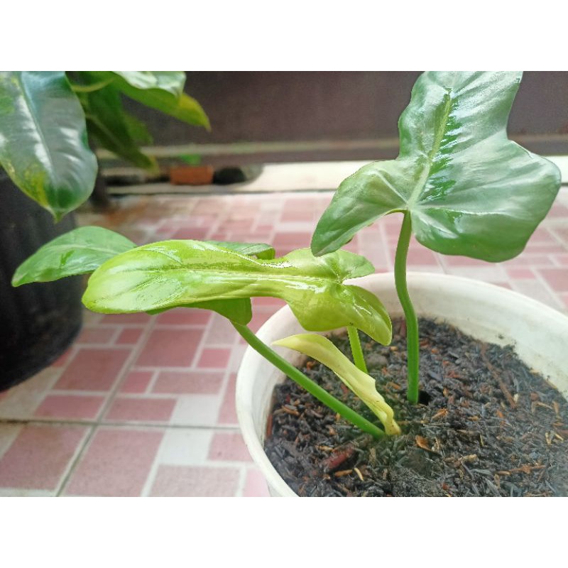 Philodendron Violin Golden Philo Violin Golden Philo Biffenfolium Golden