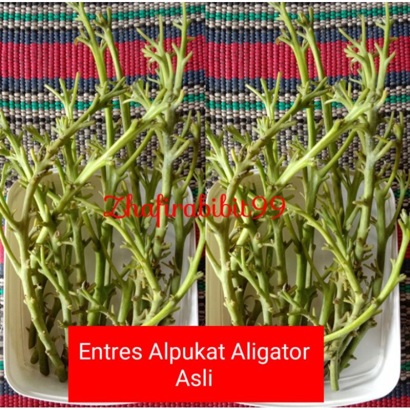 10 Entres Alpukat Aligator Asli