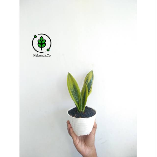 Tanaman Hias - Sansevieria Gold Flame - Sansevieria Golden Flame - Sansevieria - Gold Flame