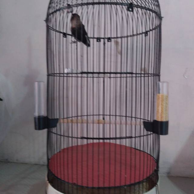 Tempat pakan Lovebird dan kenari