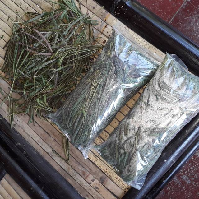 Daun Putri Malu Segar 500 gram Murah