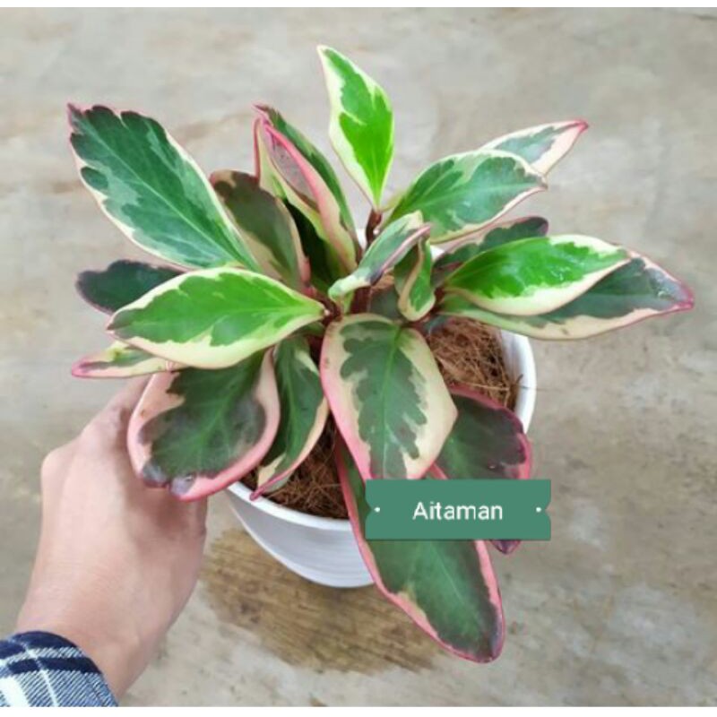 tanaman hias peperomia merah - peperomia merah - tanaman indor