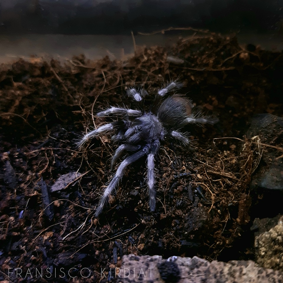 Mainan Juvenile Tarantula Nhandu Chromatus