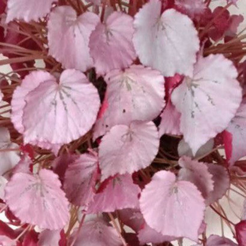 tanaman hias begonia pink / begonia pink
