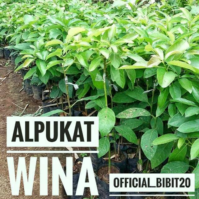 Bibit Alpukat Wina Okulasi || Alpukat Wina