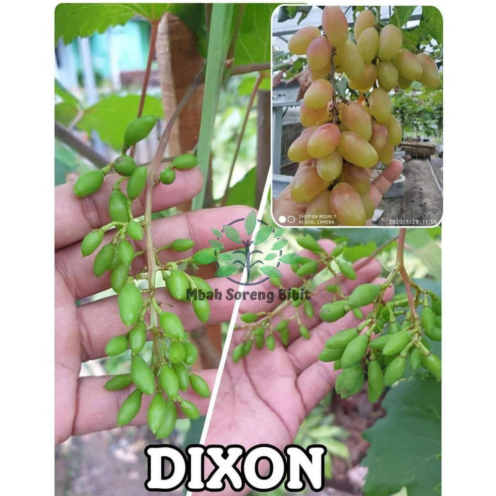 Bibit Anggur Dixon - Bibit Anggur Import ASLI GRAFTING
