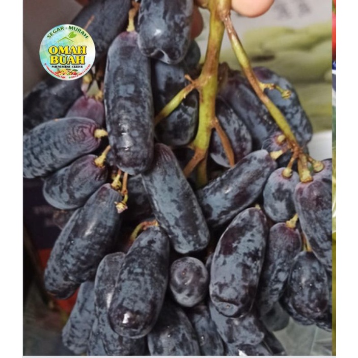 

Buah Anggur Jari Sweet Saphire Moondrops