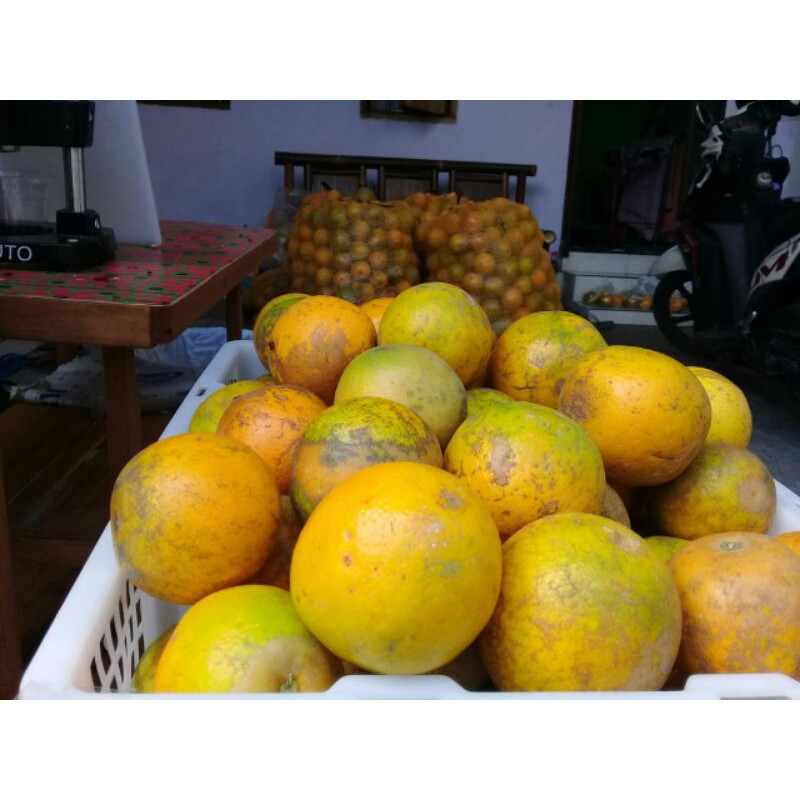 

JERUK BEBI JAVA JERUK MALANG | JERUK PACITAN | JERUK PERAS MANIS TERMURAH
