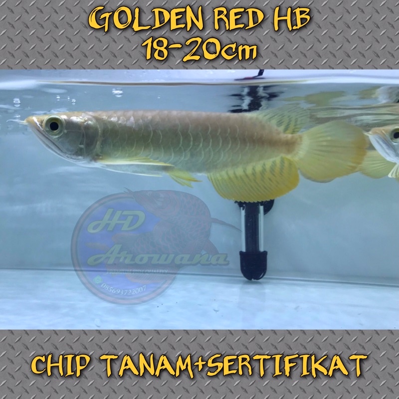 Arowana Golden Red HB 18-20cm Sertifikat arwana