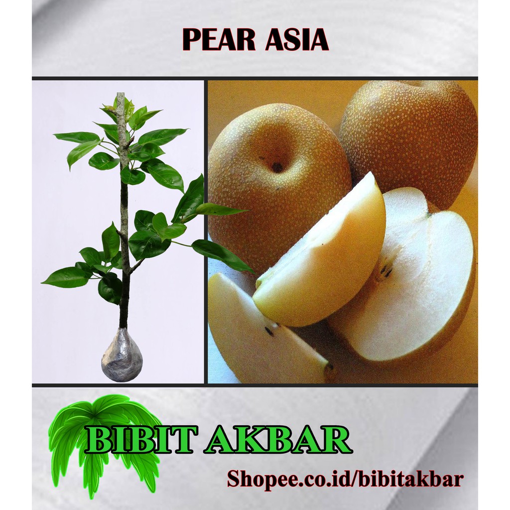 

Bibit Tanaman Buah Pear Asia (Tinggi 40 - 60 cm)