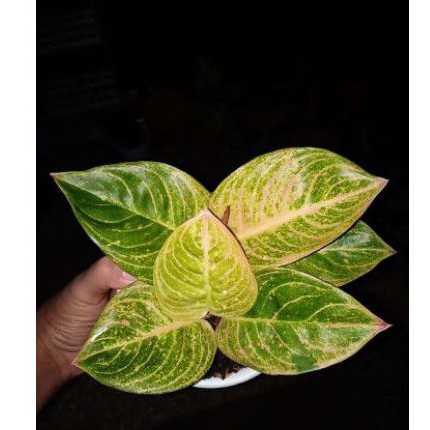 tanaman hias bonggol aglonema asri merah