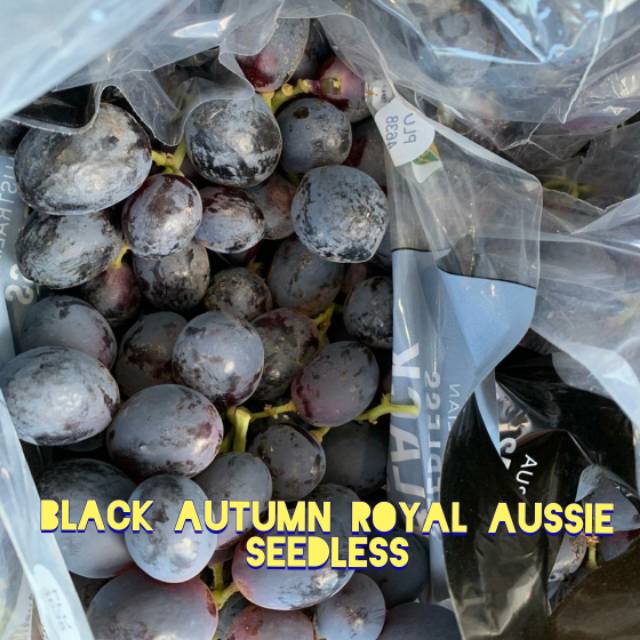 

Anggur Black Royal Autumn