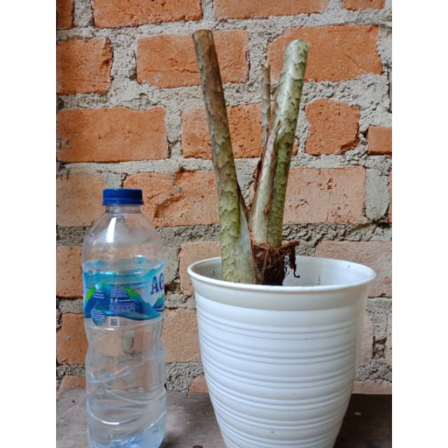 Alocasia zebrina / tigrina / bonggol super