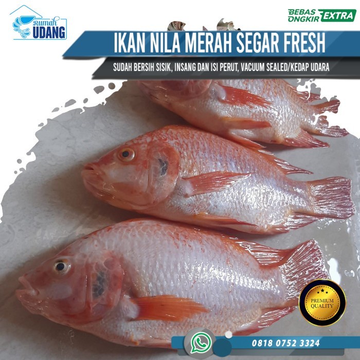 

Ikan NIla Merah Segar Fresh (Ikan Segar Harian) 1kg isi 3-4 ekor