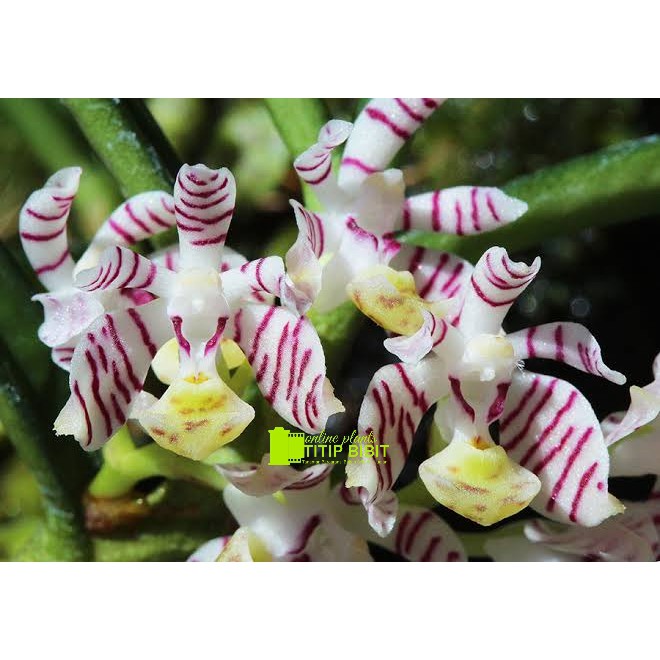 Anggrek Trichoglottis Pusilla 1 Rumpun Isi 3 Plant