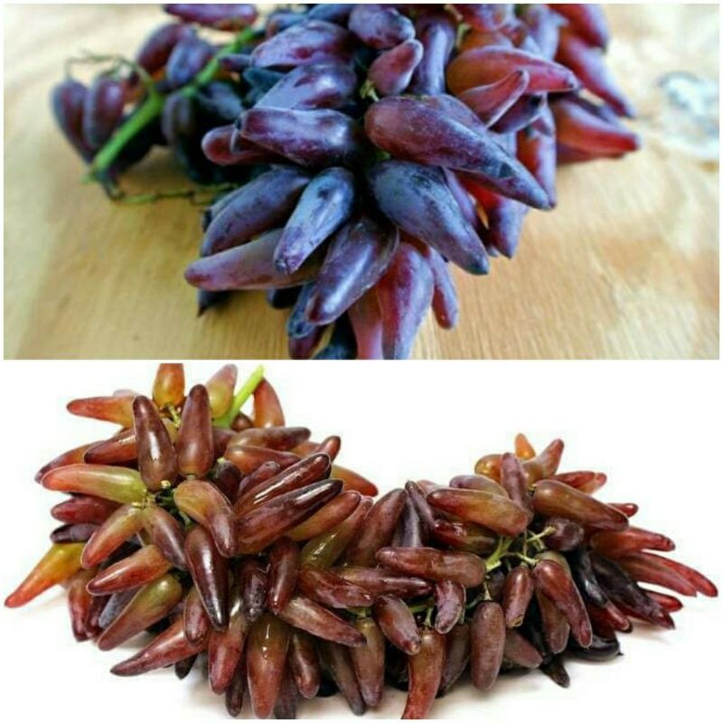 bibit anggur jari,jari import