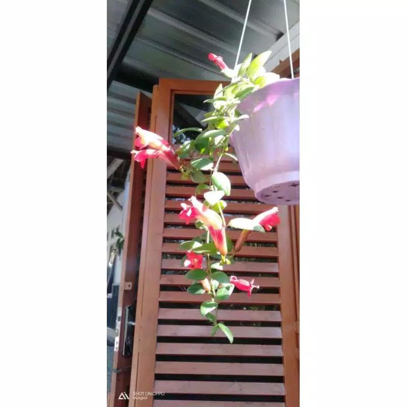 tanaman hias gantung lipstik hoya merah per batang/monalisa bunga merah