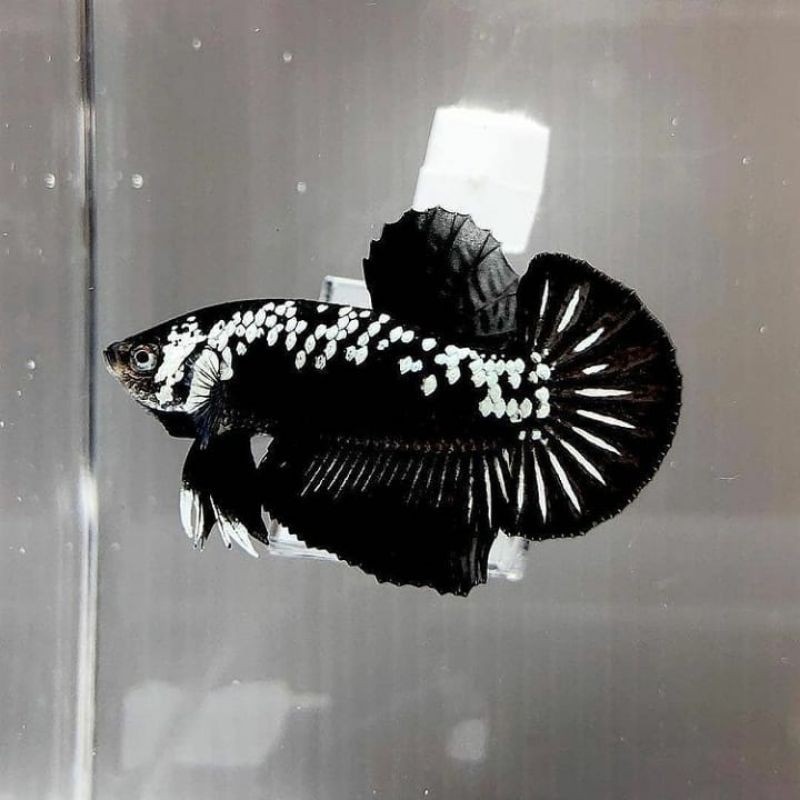 cupang black samurai