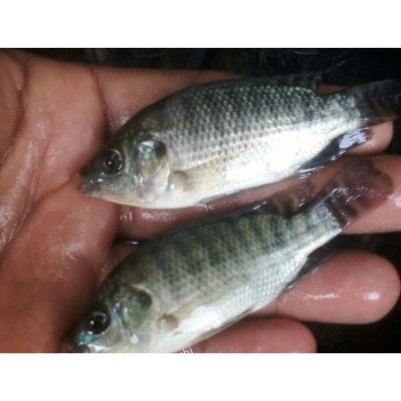 bibit ikan nila hitam ukuran 2 jari