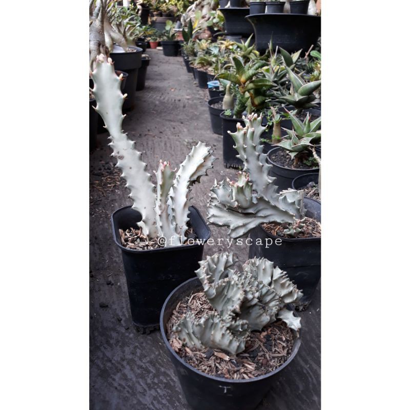 kaktus euphorbia lactea cristata silver