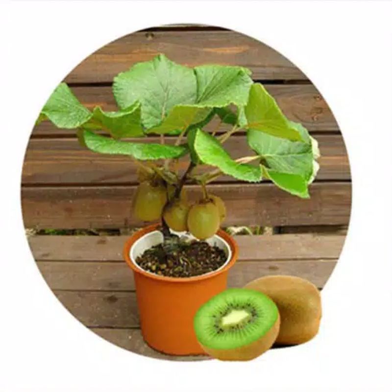 bibit kiwi super murah