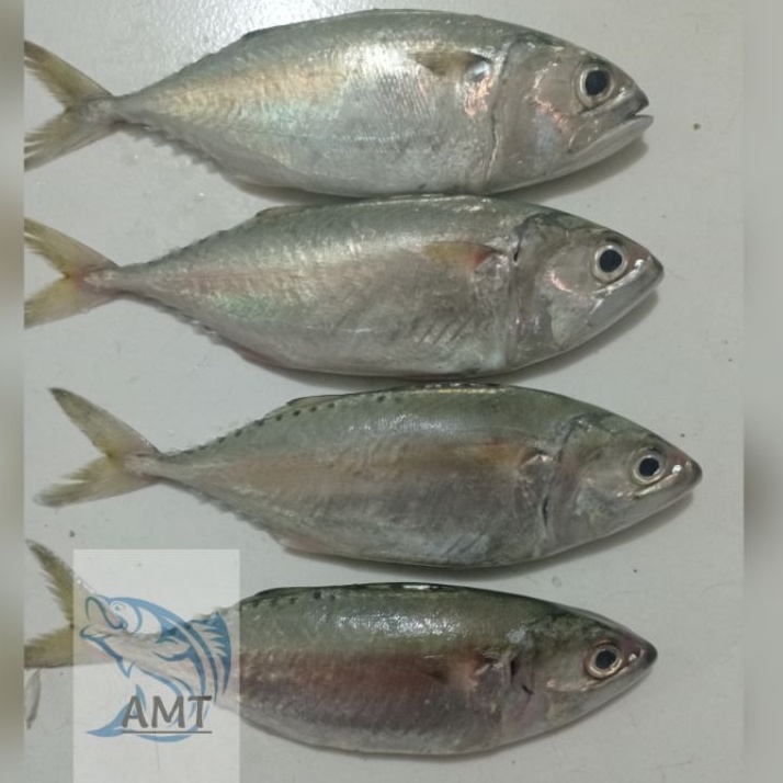 

Ikan kembung Banjar 1Kg Langsung dari kawasan perikanan