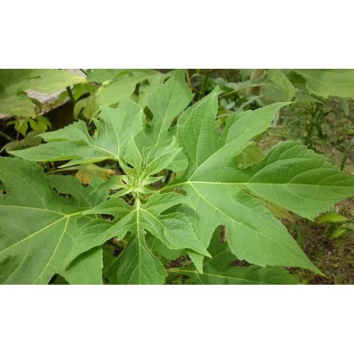 

Daun insulin segar 500gram (obat herbal)