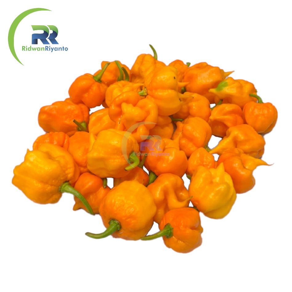 BIJI Benih Cabai CAROLINA REAPER Yellow Cabe Terpedas Nomor 1 di Dunia Versi Guinness World Record