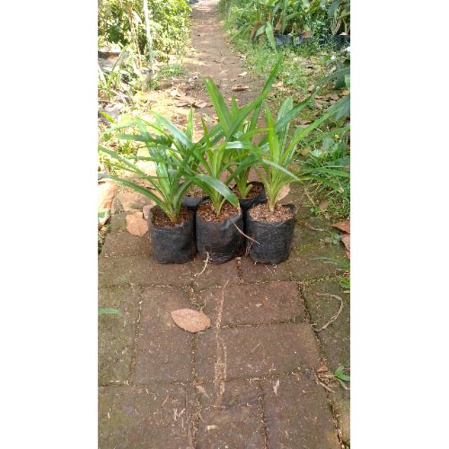 

pohon Pandan Wangi