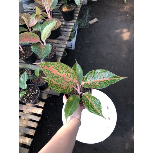 Aglaonema Chop raya