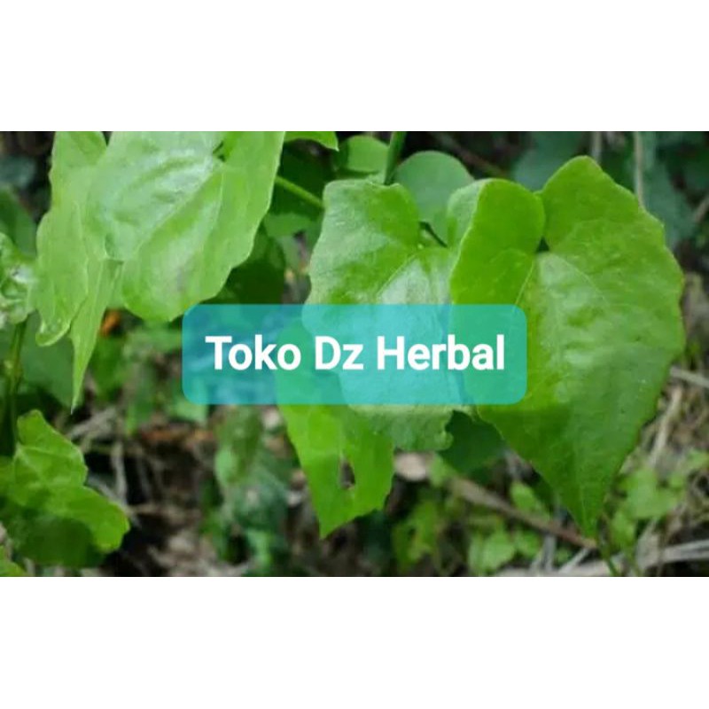 

Paket hemat daun sembung rambat segar 250 gram-az