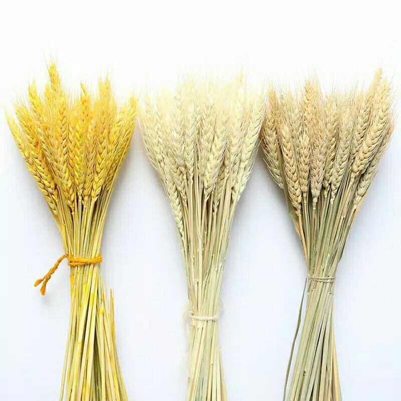 

wheat dried flower oat gandum bunga kering bunny tail lagarus ovatus rustic flower hias import