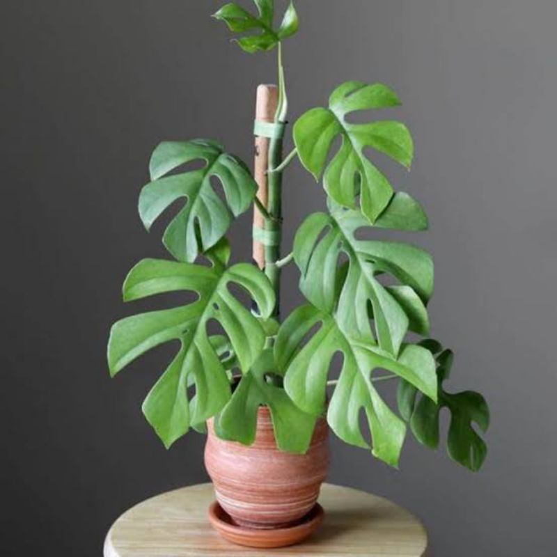 MONSTERA MINI TETRASPERMA// MONSTERA MINI// TETRASPERMA