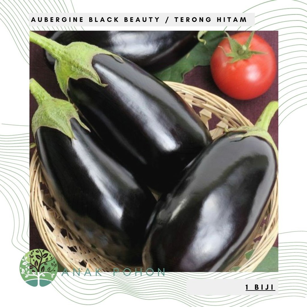 Benih Bibit Biji - Aubergine Black Beauty Terong Hitam Seeds - IMPORT - Serat Tinggi Bagus Untuk Diet