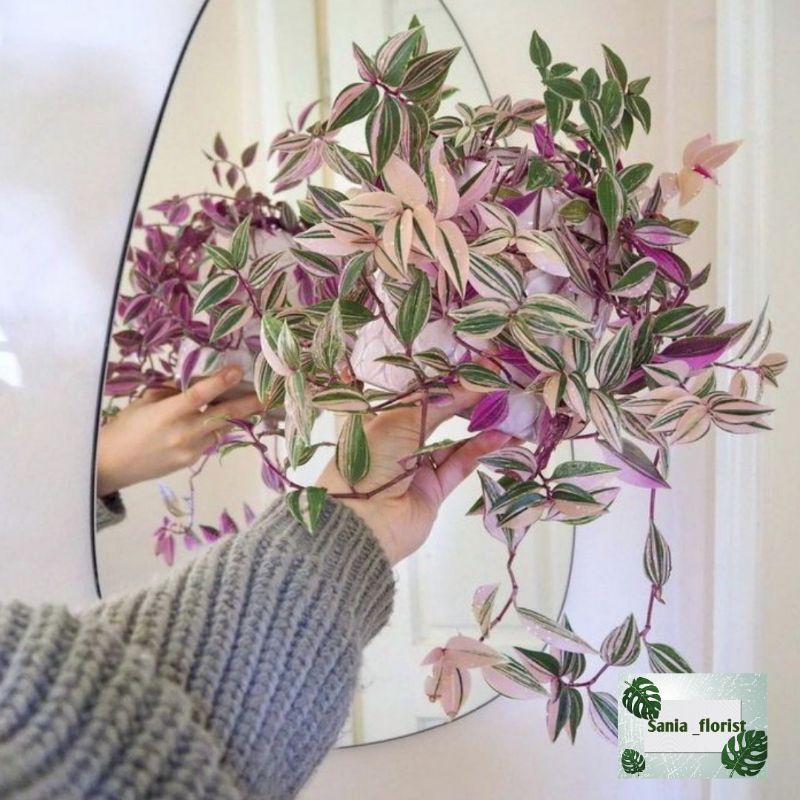 Tanaman Hias Tradescantia Fluminensis Tricolor