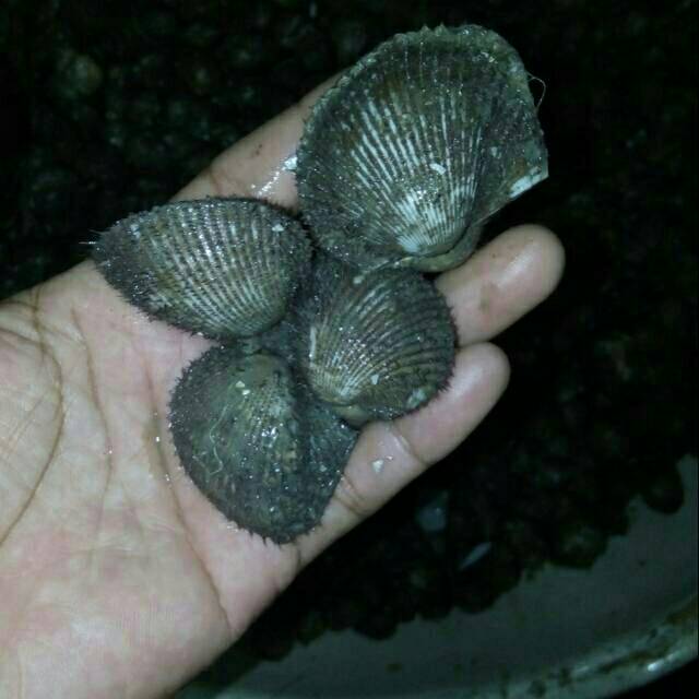 

kerang bulu hidup perkilo