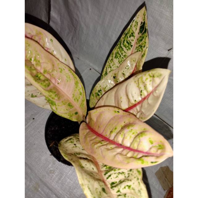 Aglonema mutasi Dona karmen unik/ aglonema murah / mutasi Dona carmen