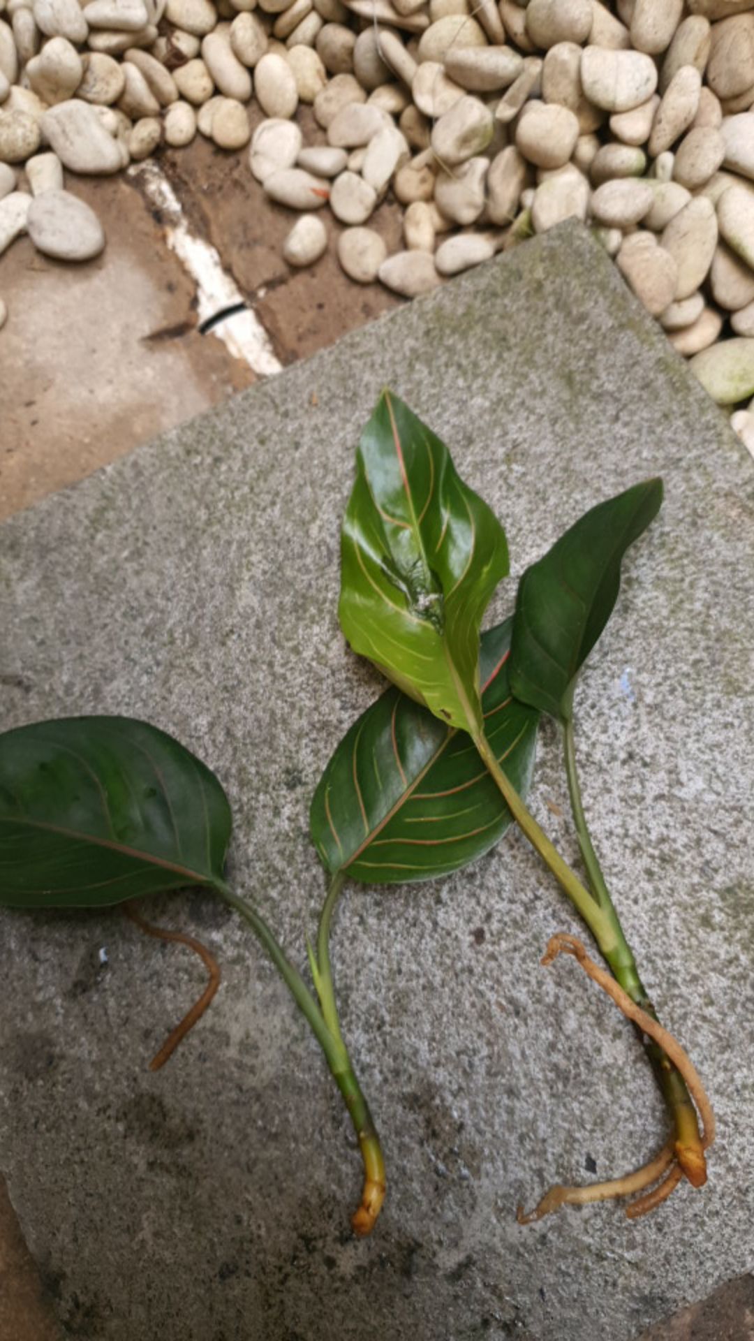 Tanaman Hias Aglonema Rotundum