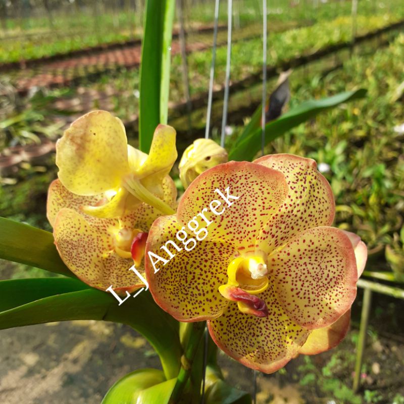 Anggrek Vanda  Spike- Knop Vanda Two Tone