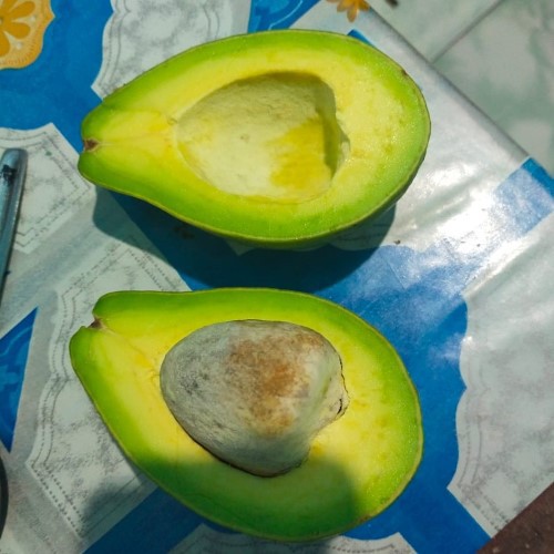 Bibit Buah Alpukat Mentega-bibit buah-bibit alpukat