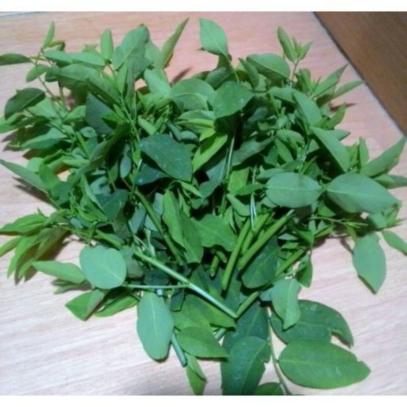 

daun katuk segar fresh langsung petik 200gram murah