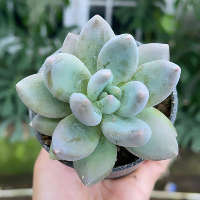 Sukulen Tolimanensis Blue Mist