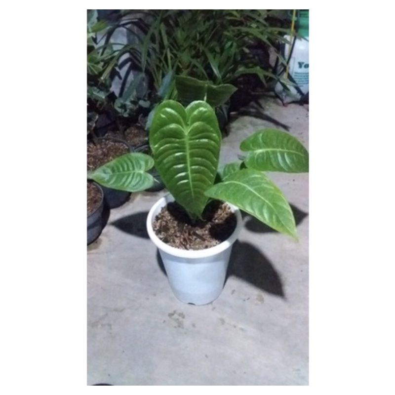 tanaman hias anthurium veitchii cantik anakan baby
