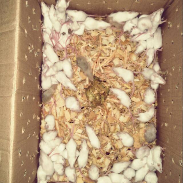 Mainan Tikus putih mencit ukuran jumper