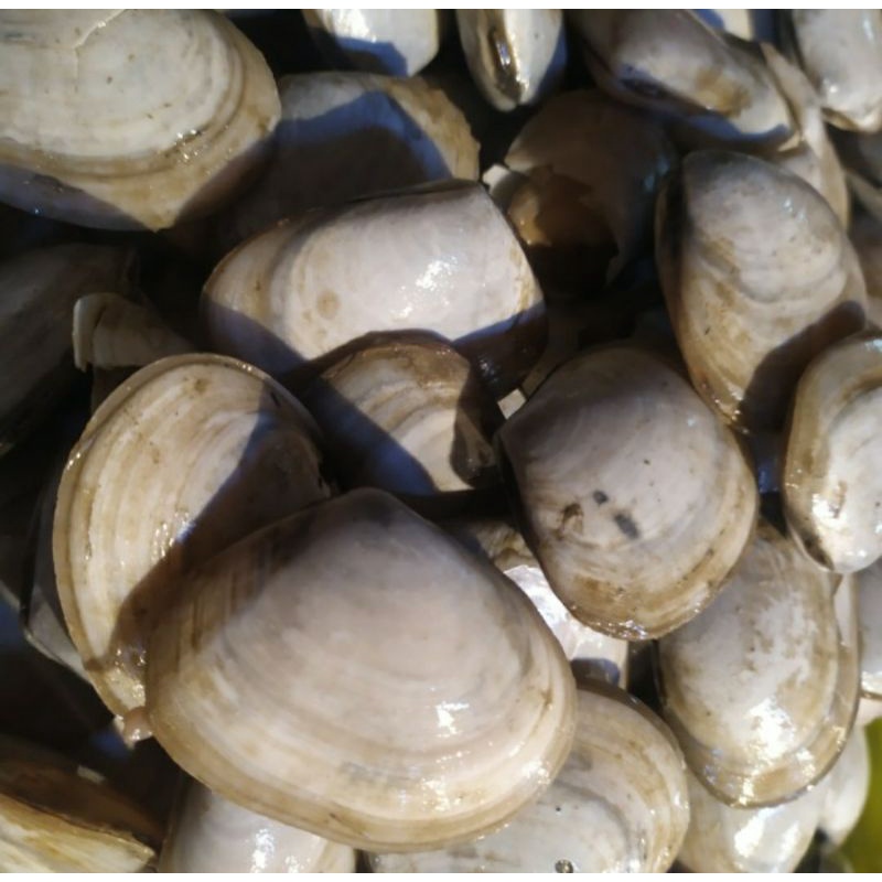 

Kerang Madu Fresh 1.0kg