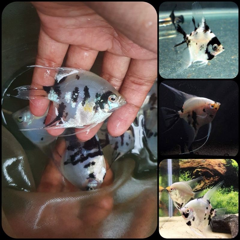 ikan manfish atau angelfish panda koi untuk aquarium dan aquascape