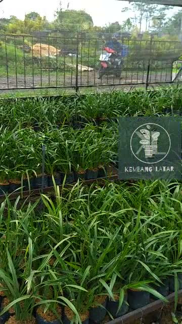 Jual Anggrek Cymbidium Goldenboy KNOP SIAP BERBUNGA Shopee Indonesia