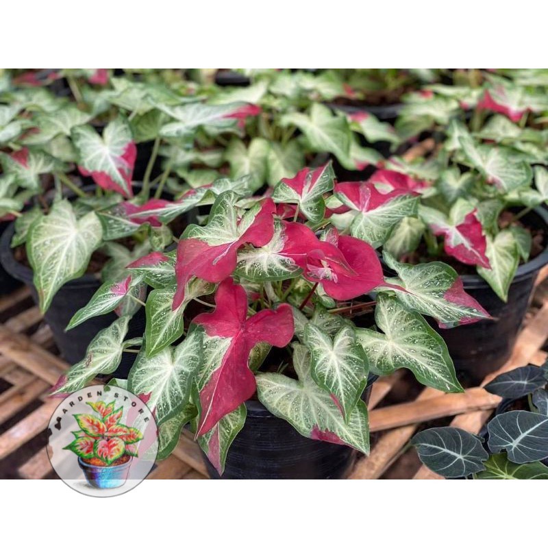 Seedling/Umbi Caladium White Hybrid - Caladium Thailand